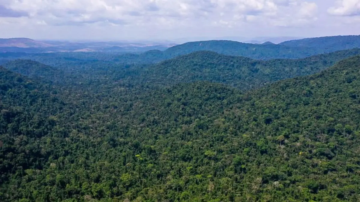 Indonesia, Brasil, dan Kongo: Trio Penjaga Hutan Tropis Dunia