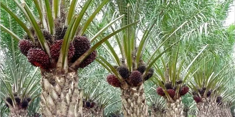 Membangun Perkebunan Sawit yang Berkelanjutan: Dari Rancangan Blok Hingga Pembukaan Lahan Tanpa Bakar