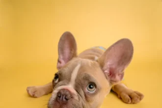 brown french bulldog puppy lying on yellow textile