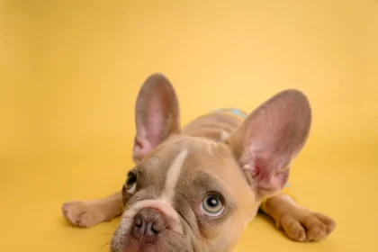 brown french bulldog puppy lying on yellow textile